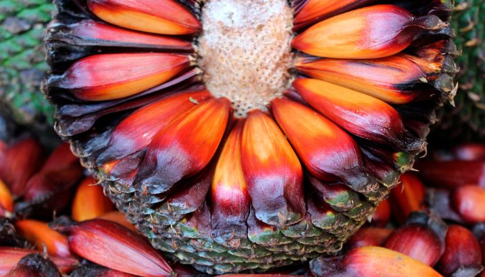  IAT adia temporada de pinhão no Paraná para garantir extração sustentável